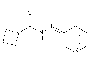 N-(norbornan-2-ylideneamino)cyclobutanecarboxamide