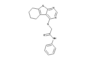 N-phenyl-2-(5,6,7,8-tetrahydrobenzothiopheno[2,3-d]pyrimidin-4-ylthio)acetamide