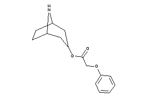 Image of 2-phenoxyacetic Acid 8-azabicyclo[3.2.1]octan-3-yl Ester