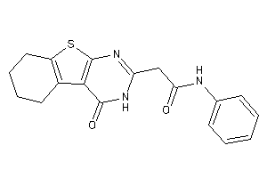 2-(4-keto-5,6,7,8-tetrahydro-3H-benzothiopheno[2,3-d]pyrimidin-2-yl)-N-phenyl-acetamide