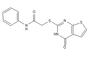 2-[(4-keto-3H-thieno[2,3-d]pyrimidin-2-yl)thio]-N-phenyl-acetamide